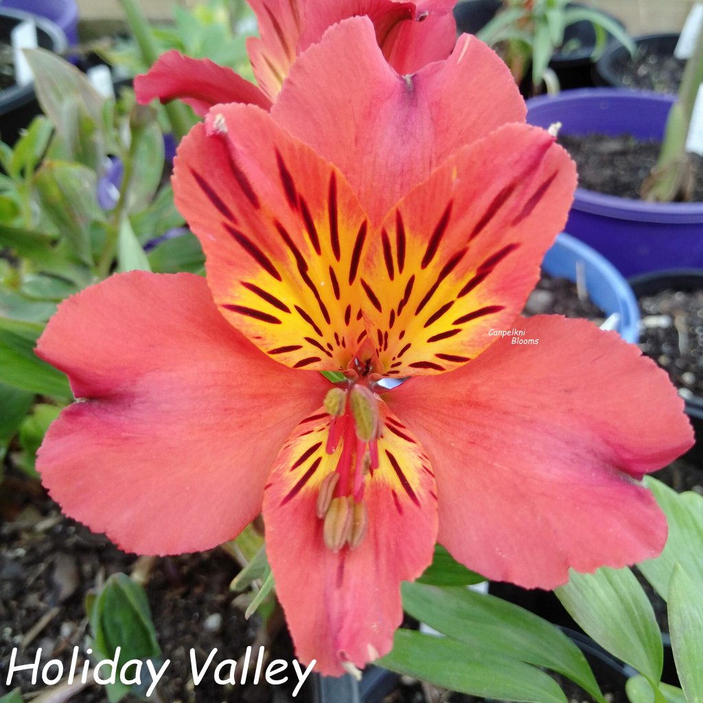 Alstroemeria Holiday Valley