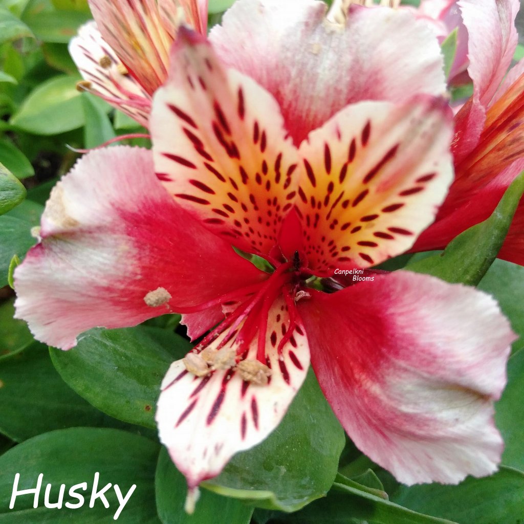 Alstroemeria Husky