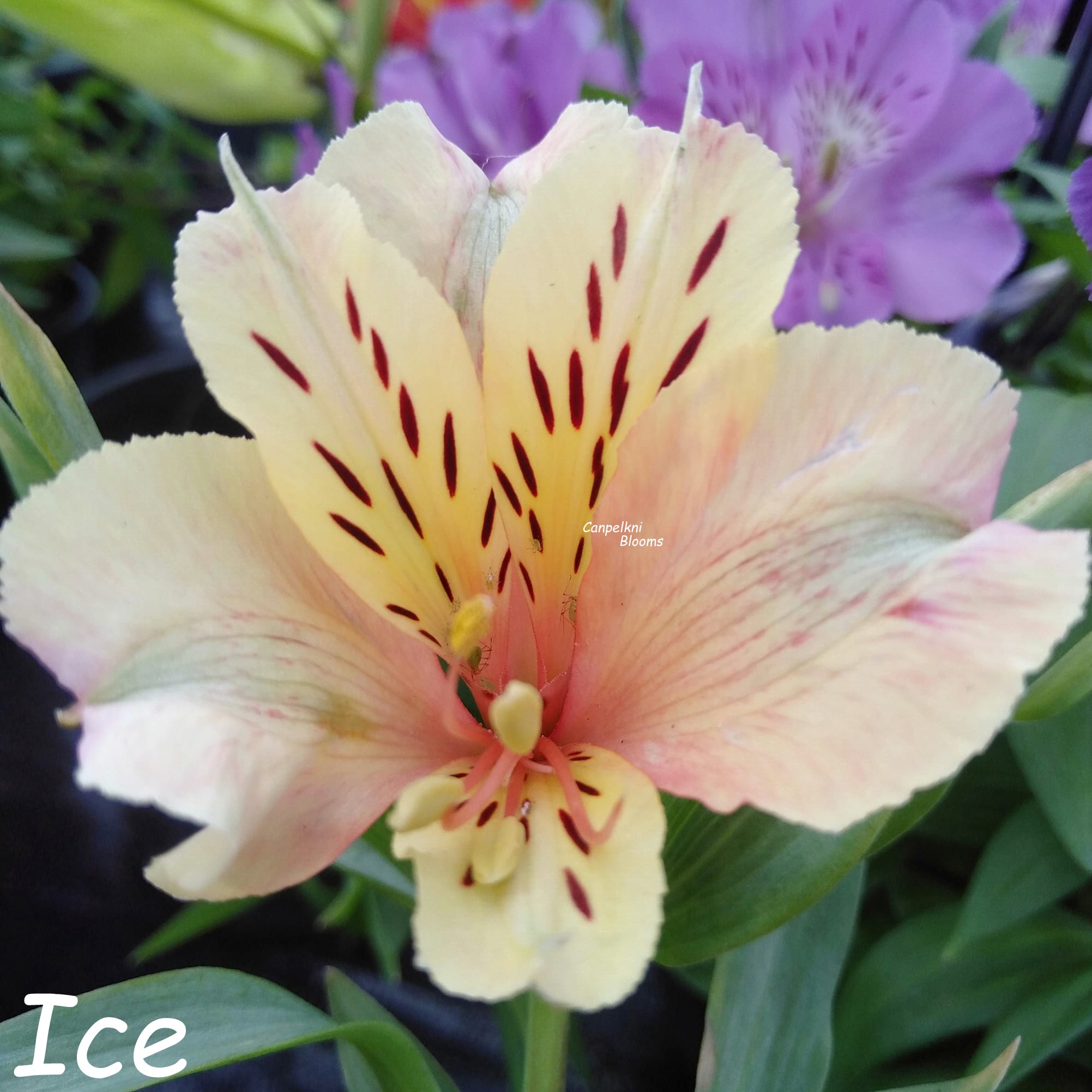 Alstroemeria Ice