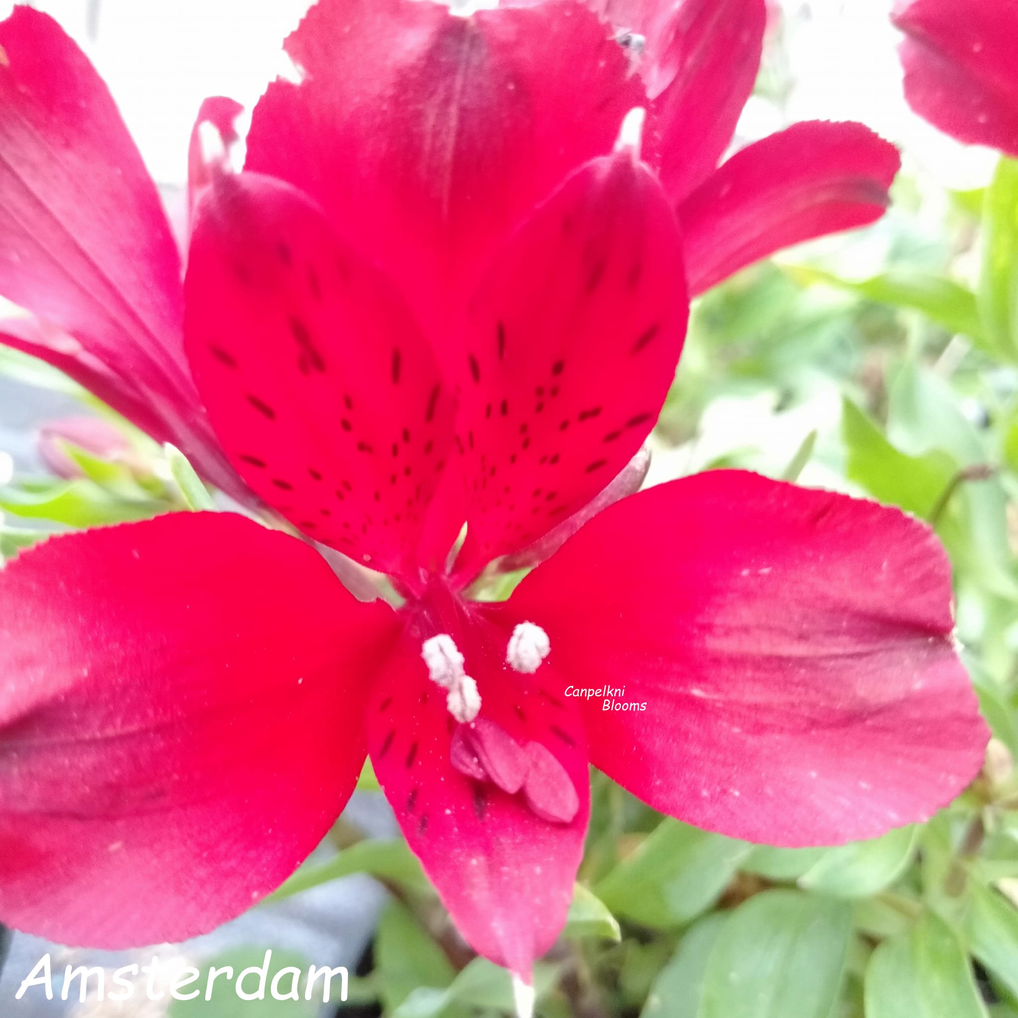 Alstroemeria Amsterdam