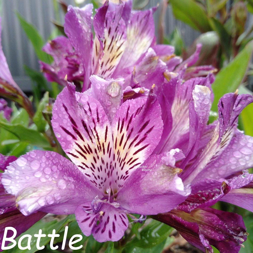 Alstroemeria Battle