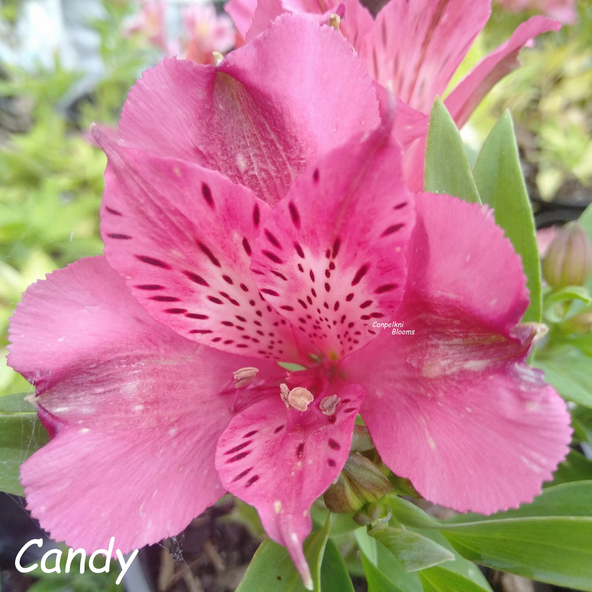 Alstroemeria Candy