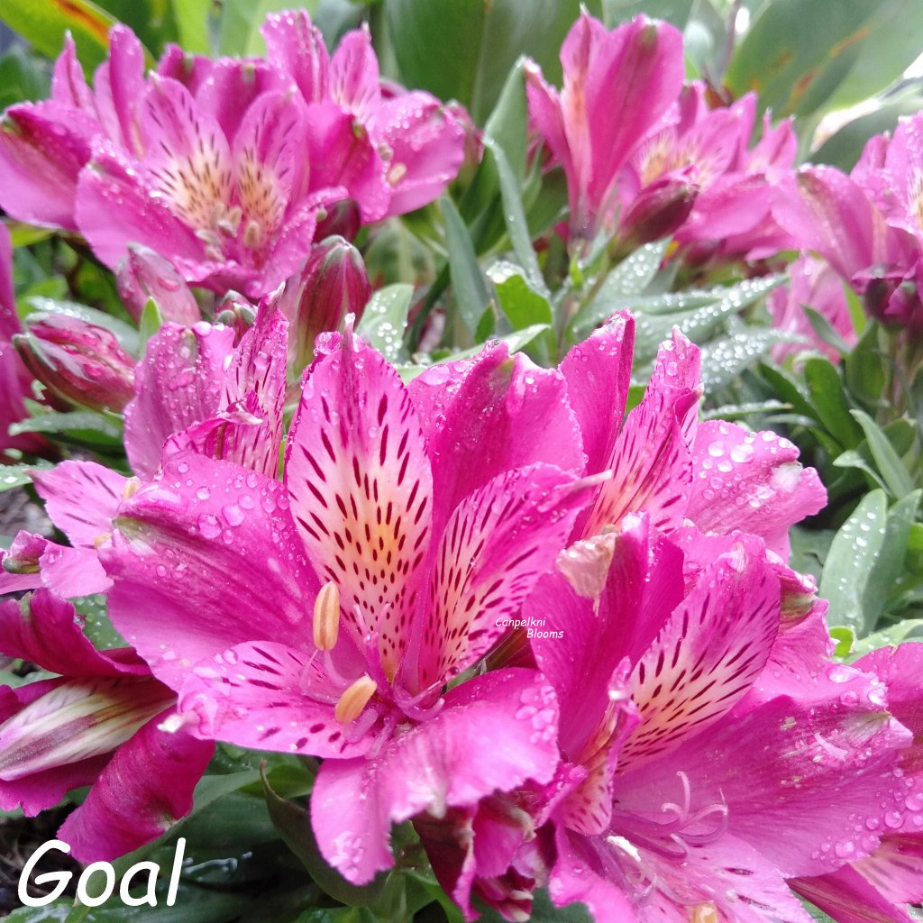 Alstroemeria Goal