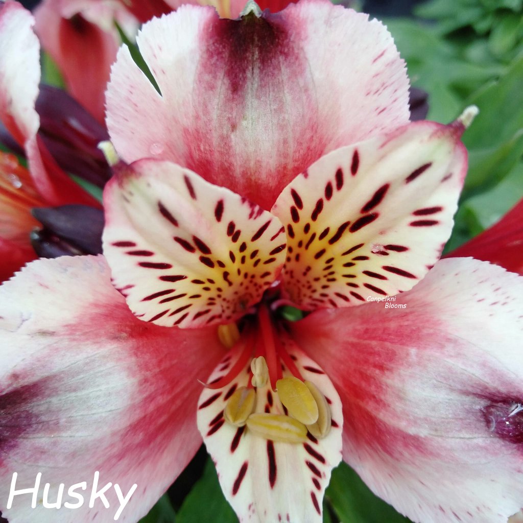 Alstroemeria Husky