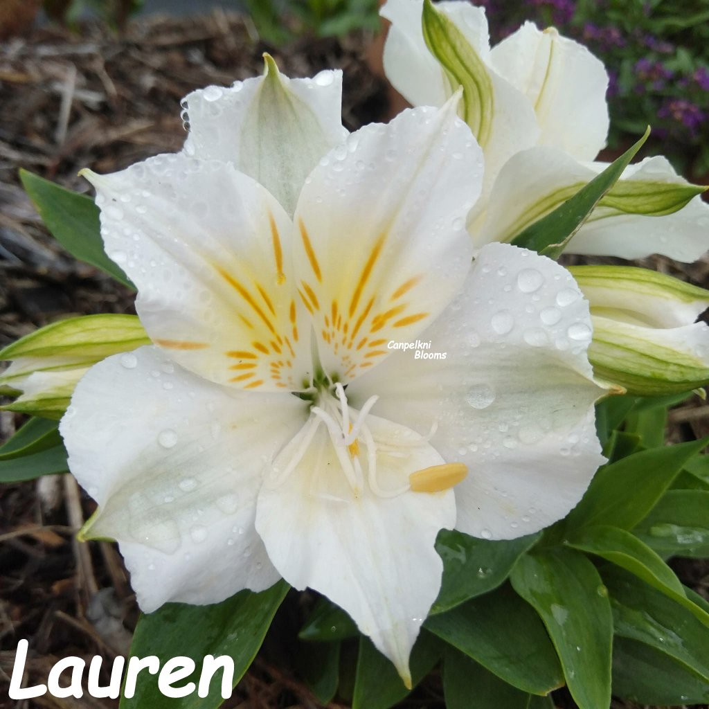 Alstroemeria Lauren