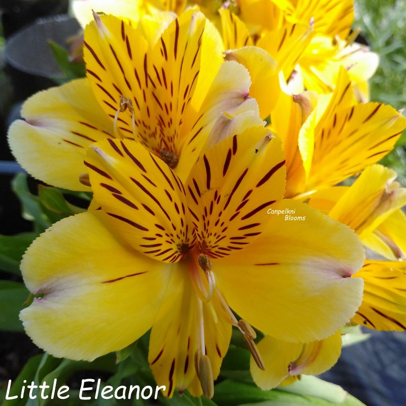 Alstroemeria Little Eleanor