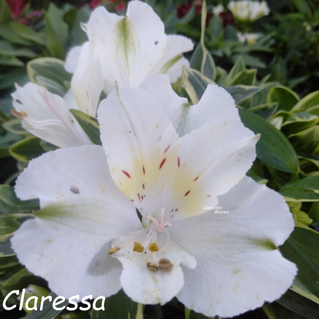 Alstroemeria Claressa