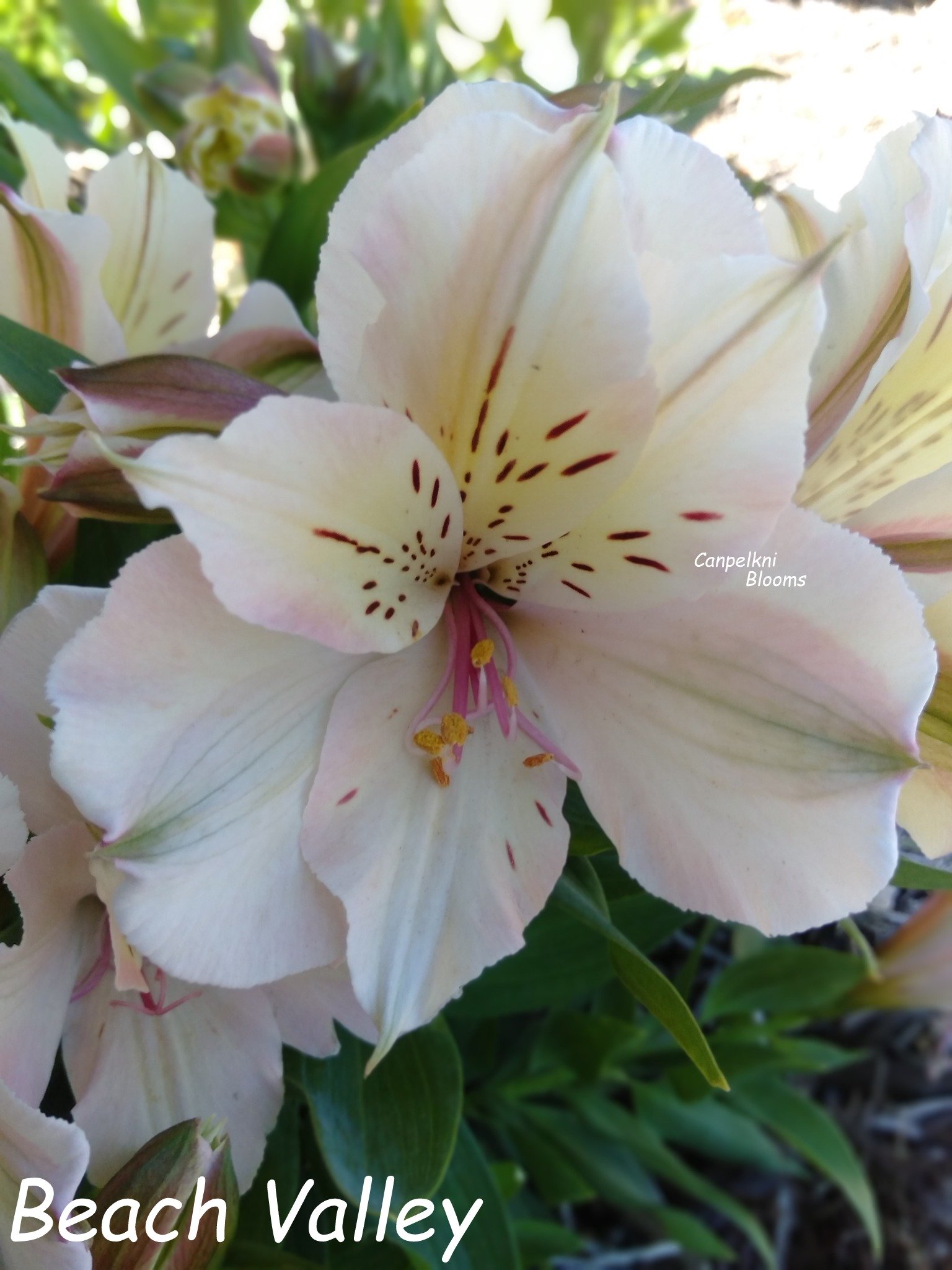 Alstroemeria Beach Valley