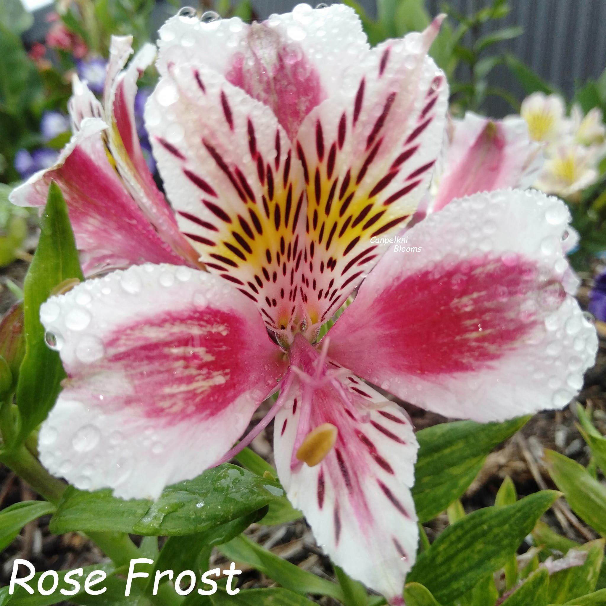 Alstroemeria Rose Frost