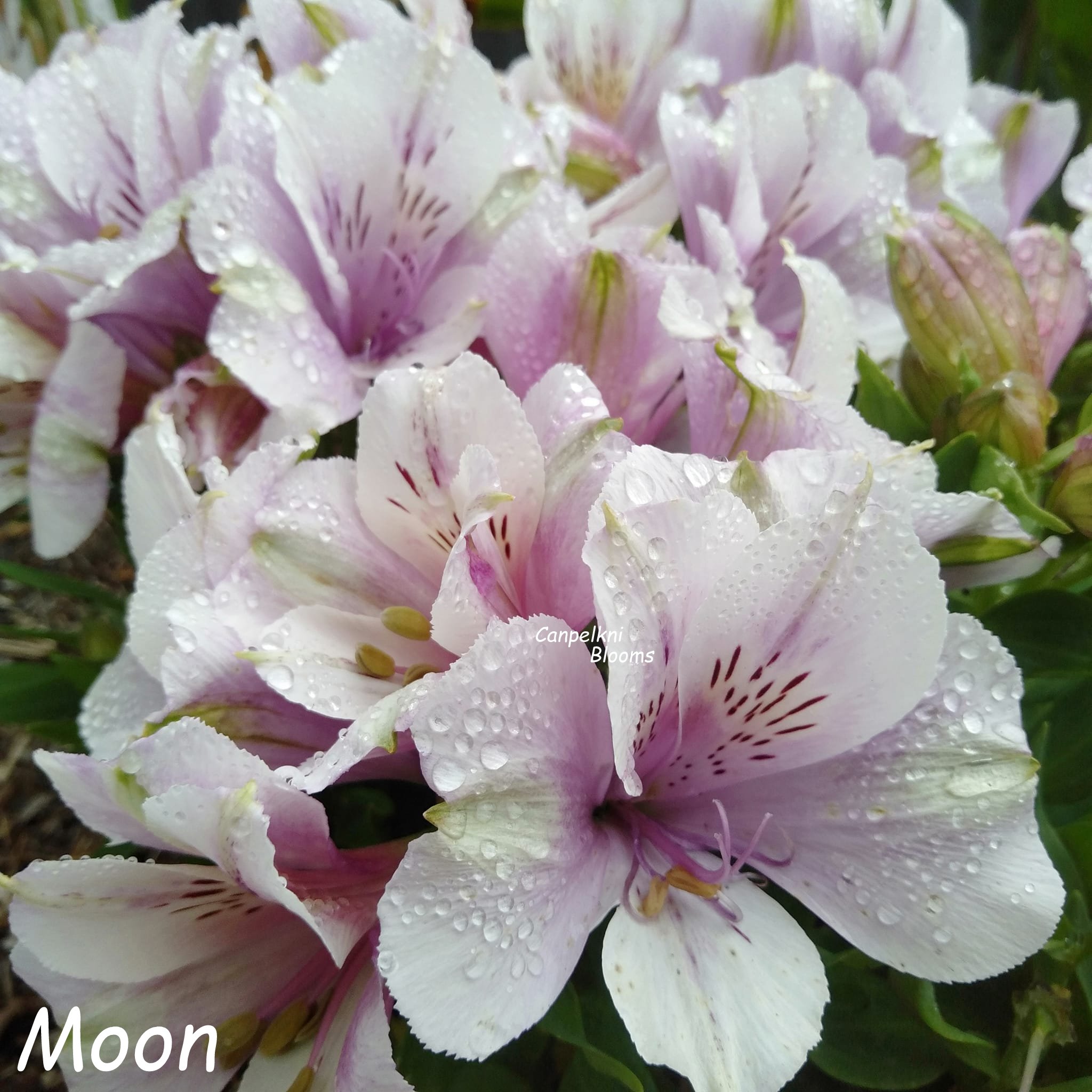 Alstroemeria Moon