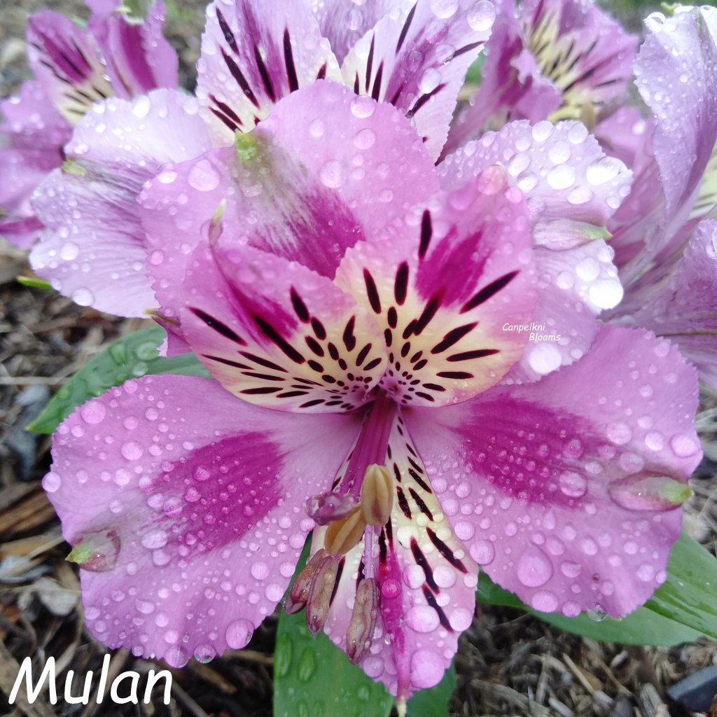 Alstroemeria Mulan