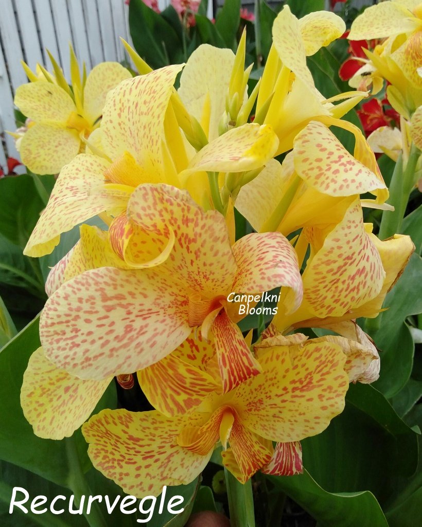 Cannas on Sale