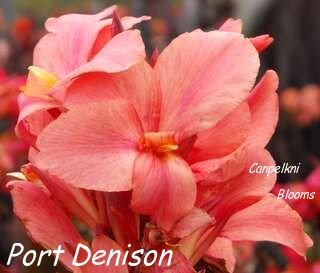 New Cannas in Australia Port Denison