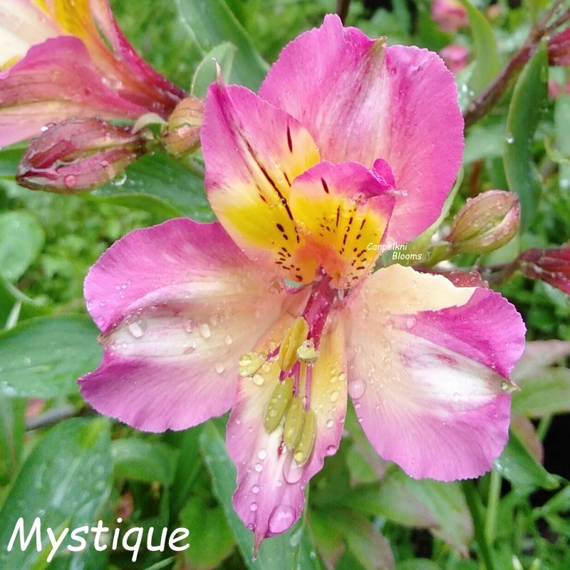 Alstroemeria Mystique