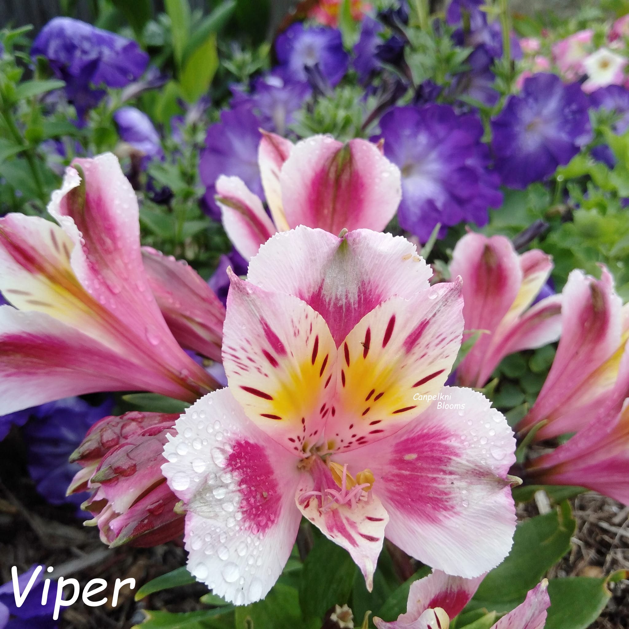 Alstroemeria Viper