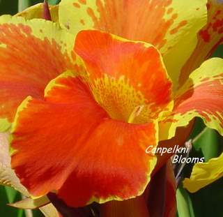 yellow and orange canna with Italian type flowers