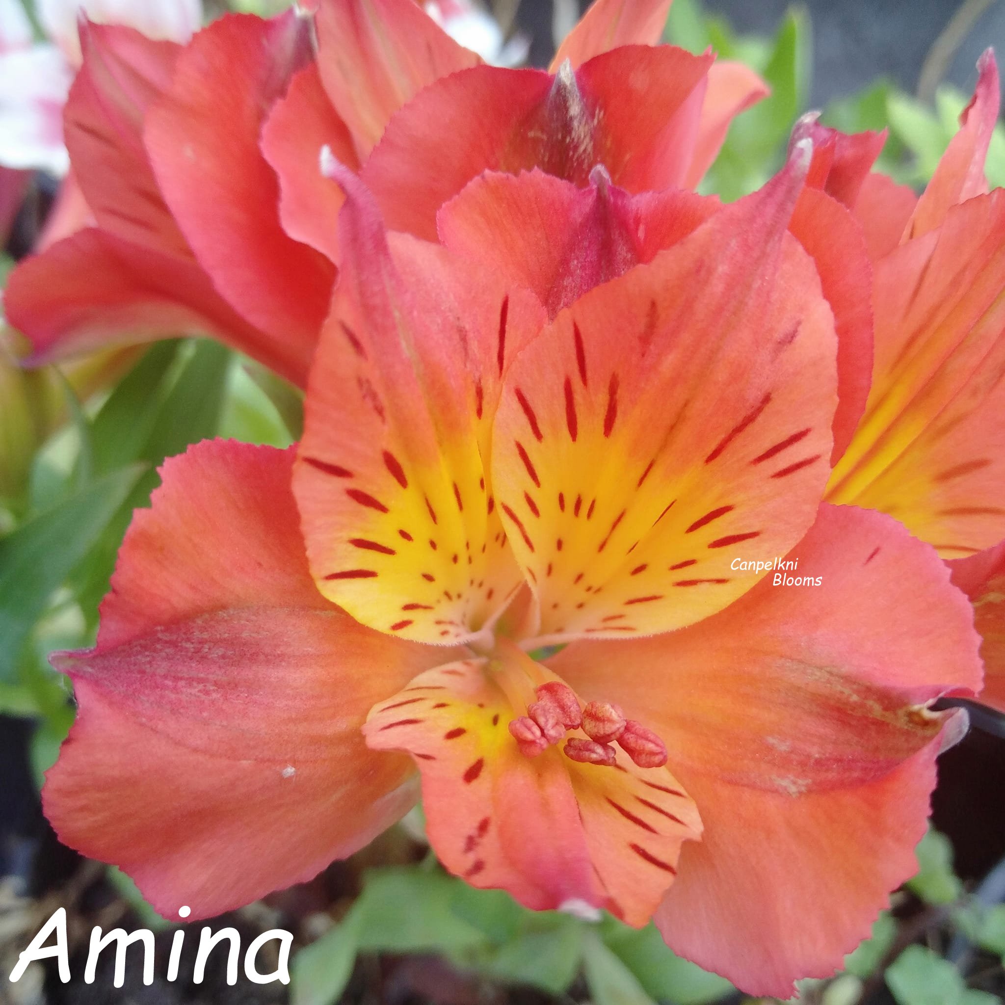 Alstroemeria Amina