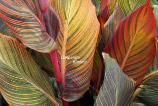 Variegated Foliage Cannas a Range of Stripes and Block Colours on