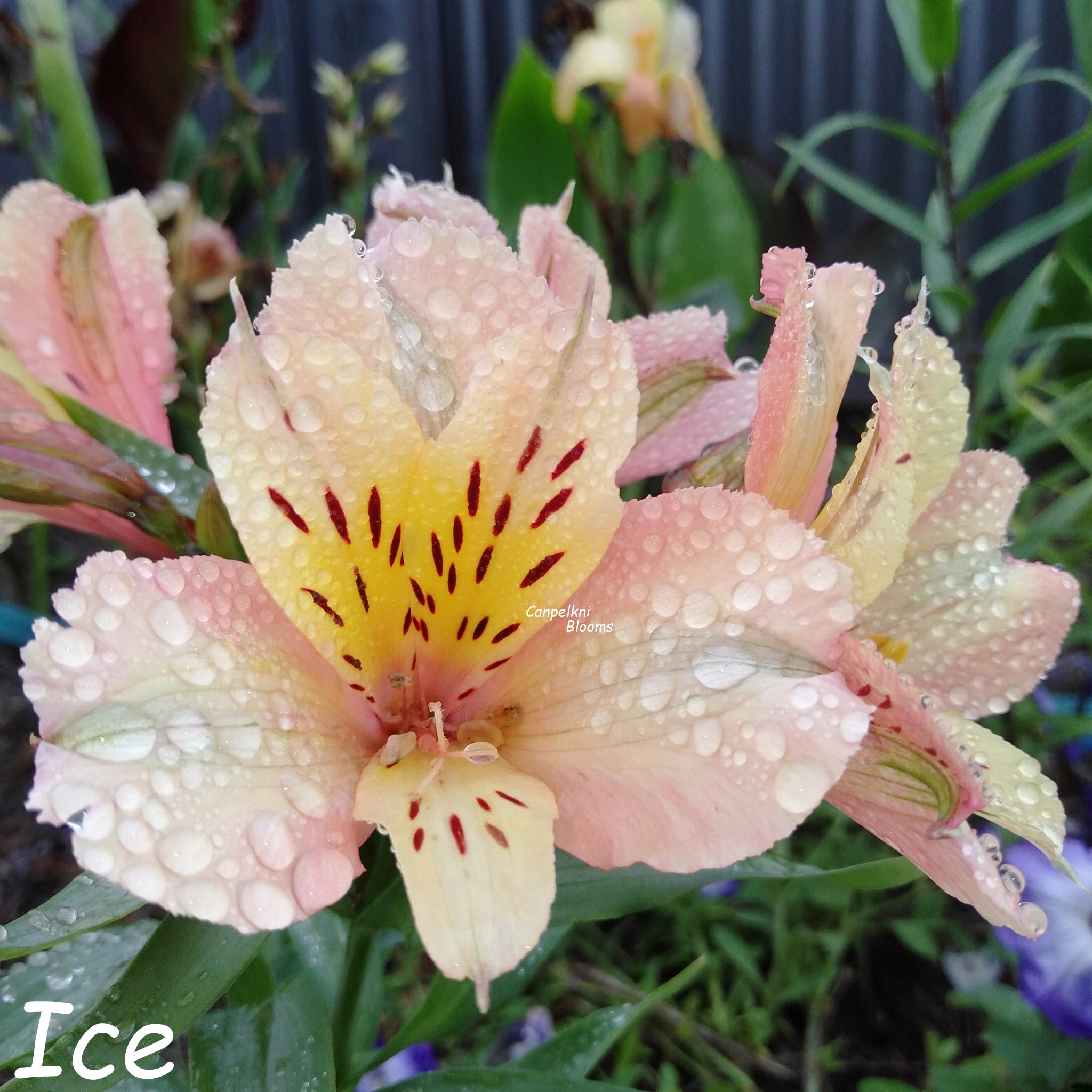 Alstroemeria Ice