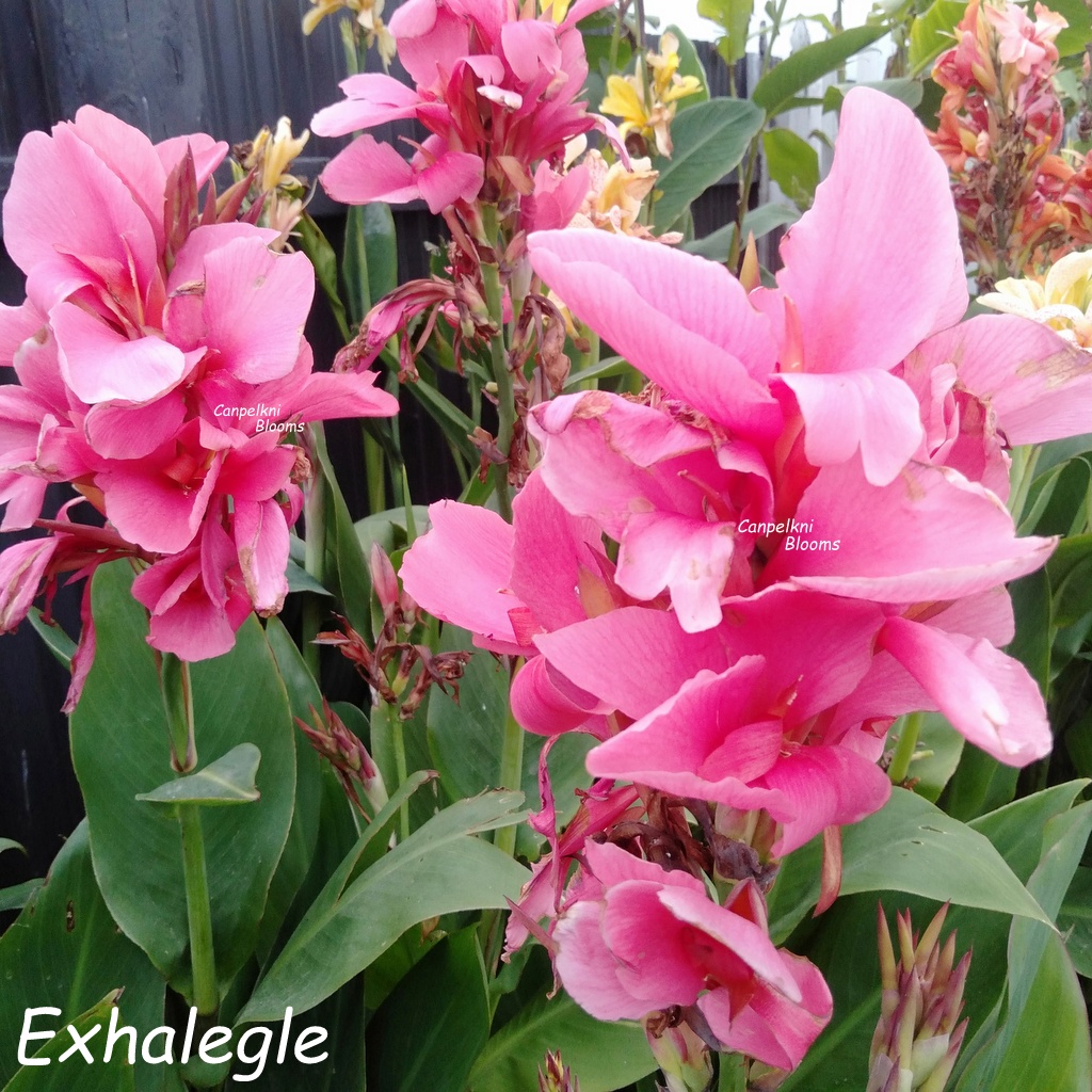 Exhale tall pink flowering canna.