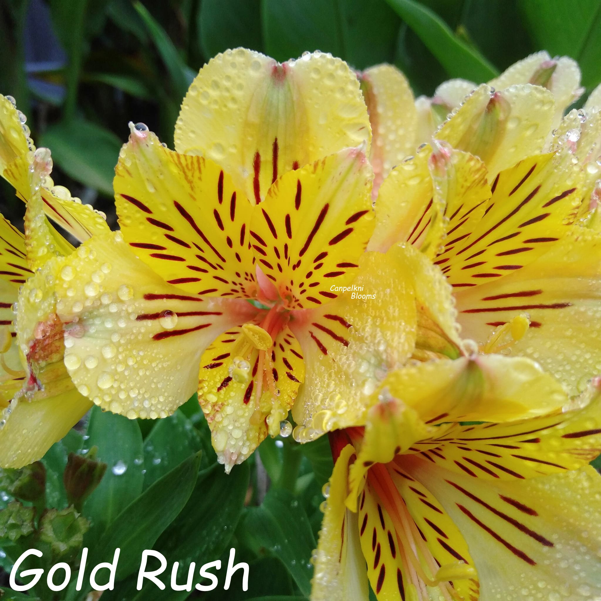 Alstroemeria Gold Rush