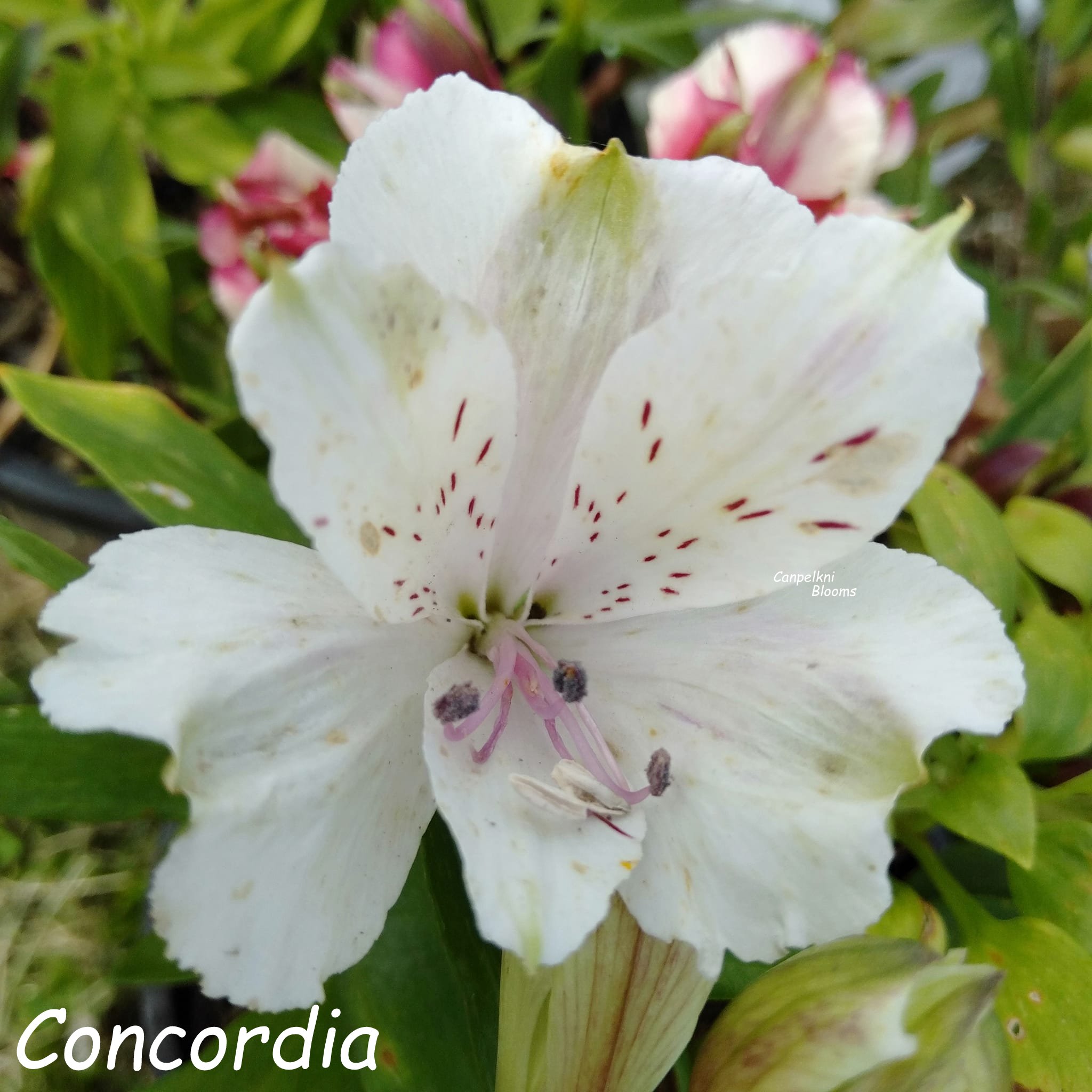 Alstroemeria Concordia