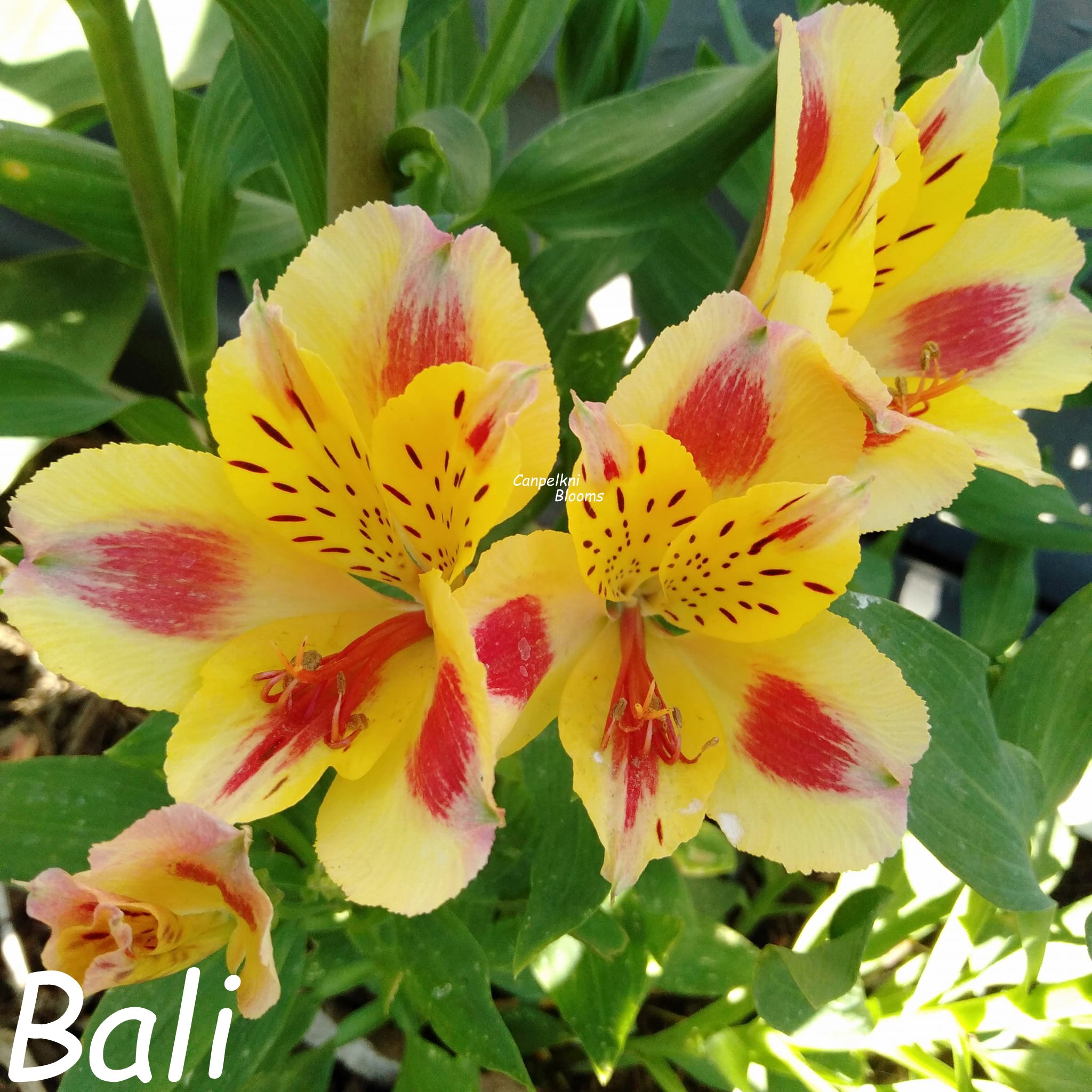 Alstroemeria Bali February