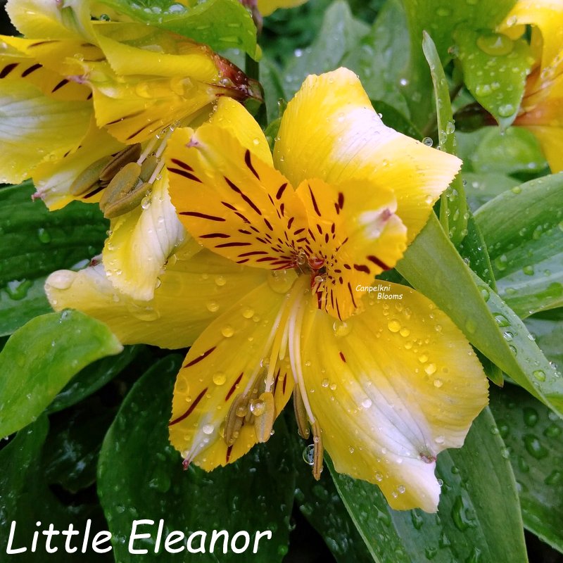 Alstroemeria Little Eleanor