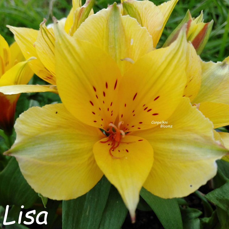 Alstroemeria Lisa